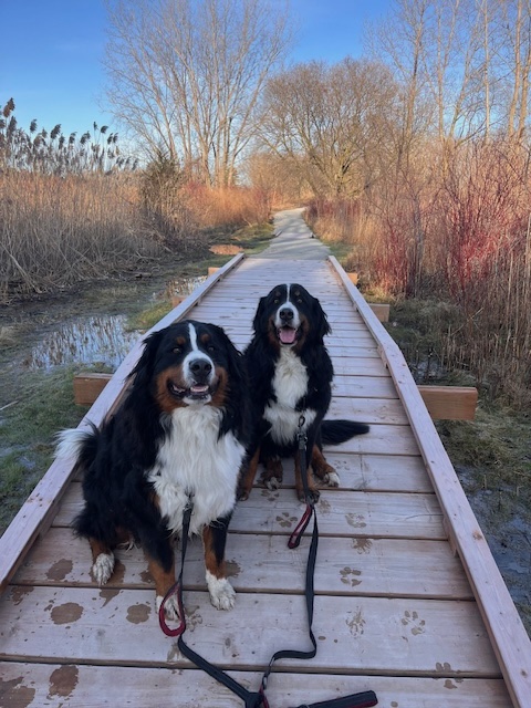 Two Bernese Mountain Dogs sitting side by side on a wooden boardwalk trail